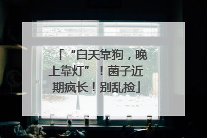 “白天靠狗，晚上靠灯”！菌子近期疯长！别乱捡