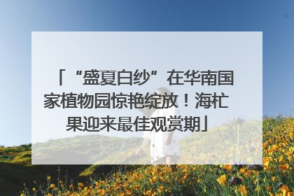 “盛夏白纱”在华南国家植物园惊艳绽放！海杧果迎来最佳观赏期