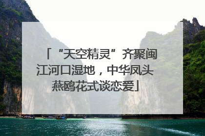 “天空精灵”齐聚闽江河口湿地，中华凤头燕鸥花式谈恋爱