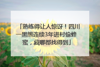 熟练得让人惊讶！四川一黑熊连续3年进村偷蜂蜜，藏哪都找得到