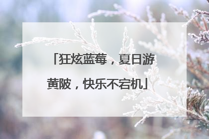 狂炫蓝莓，夏日游黄陂，快乐不宕机