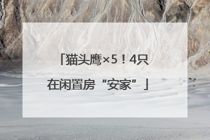 猫头鹰×5！4只在闲置房“安家”