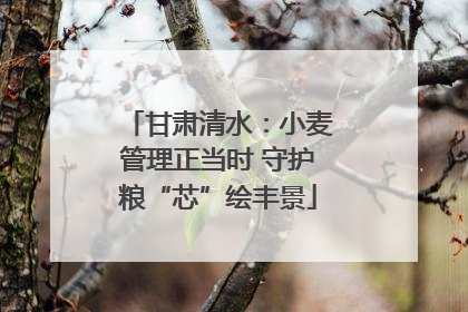 甘肃清水：小麦管理正当时 守护粮“芯”绘丰景