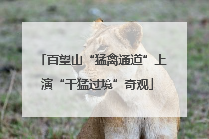 百望山“猛禽通道”上演“千猛过境”奇观