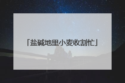 盐碱地里小麦收割忙