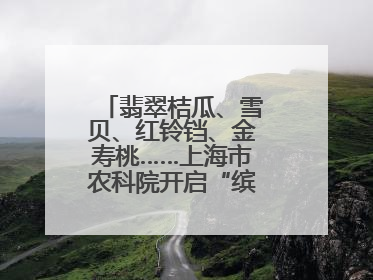 翡翠桔瓜、雪贝、红铃铛、金寿桃……上海市农科院开启“缤纷蔬菜之约”