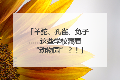 羊驼、孔雀、兔子……这些学校藏着 “动物园”？！