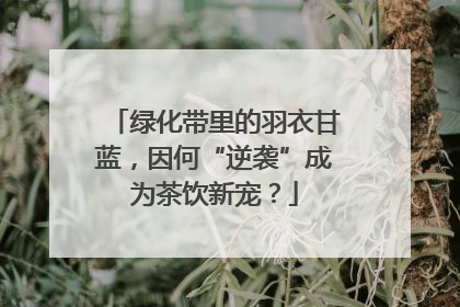 绿化带里的羽衣甘蓝，因何“逆袭”成为茶饮新宠？
