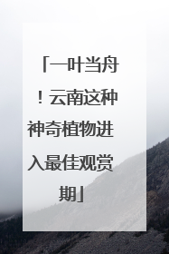 一叶当舟！云南这种神奇植物进入最佳观赏期