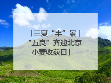 三夏“丰”景｜“五良”齐迎北京小麦收获日