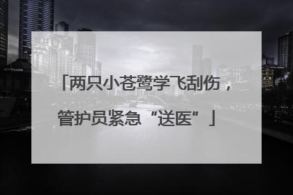 两只小苍鹭学飞刮伤，管护员紧急“送医”