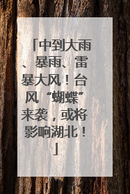 中到大雨、暴雨、雷暴大风！台风“蝴蝶”来袭，或将影响湖北！