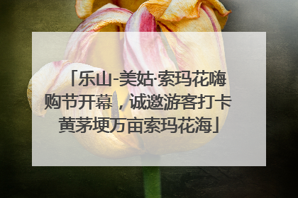 乐山-美姑·索玛花嗨购节开幕，诚邀游客打卡黄茅埂万亩索玛花海