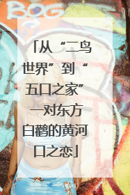 从“二鸟世界”到“五口之家” 一对东方白鹳的黄河口之恋