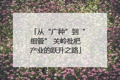 从“广种”到“细管” 关岭枇杷产业的跃升之路