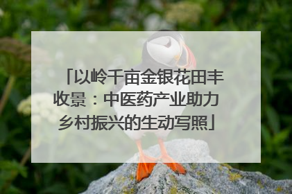 以岭千亩金银花田丰收景：中医药产业助力乡村振兴的生动写照