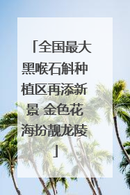 全国最大黑喉石斛种植区再添新景 金色花海扮靓龙陵