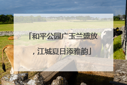 和平公园广玉兰盛放，江城夏日添雅韵