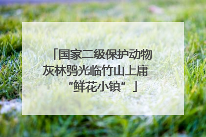 国家二级保护动物灰林鸮光临竹山上庸“鲜花小镇”