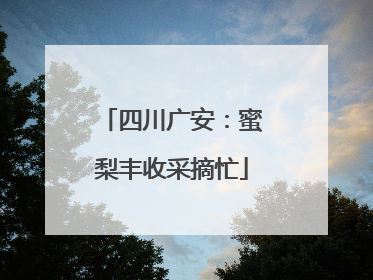 四川广安：蜜梨丰收采摘忙