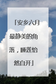 安乡六月最静美的角落，睡莲怡然自开