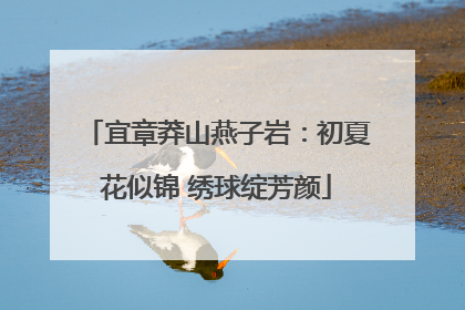 宜章莽山燕子岩：初夏花似锦 绣球绽芳颜