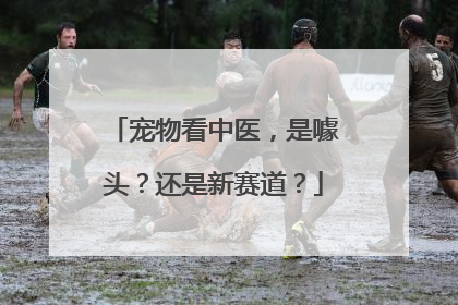 宠物看中医，是噱头？还是新赛道？