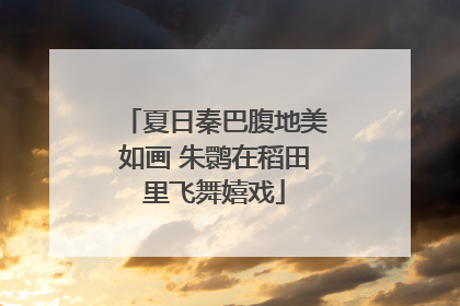 夏日秦巴腹地美如画 朱鹮在稻田里飞舞嬉戏