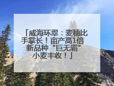 威海环翠：麦穗比手掌长！亩产高1倍 新品种“巨无霸”小麦丰收！