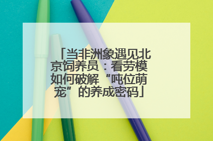 当非洲象遇见北京饲养员：看劳模如何破解“吨位萌宠”的养成密码