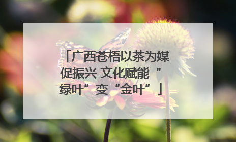 广西苍梧以茶为媒促振兴 文化赋能“绿叶”变“金叶”