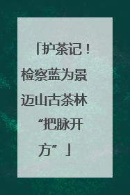 护茶记！检察蓝为景迈山古茶林 “把脉开方”