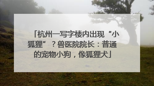 杭州一写字楼内出现“小狐狸”？兽医院院长：普通的宠物小狗，像狐狸犬