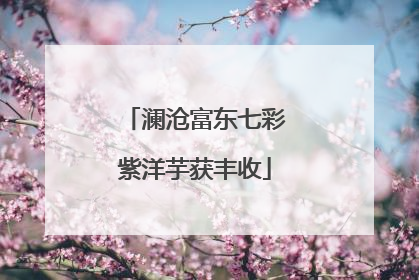 澜沧富东七彩紫洋芋获丰收