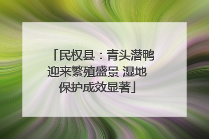 民权县：青头潜鸭迎来繁殖盛景 湿地保护成效显著