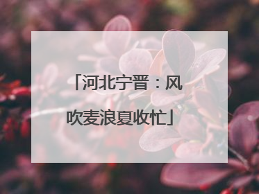 河北宁晋：风吹麦浪夏收忙