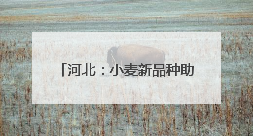 河北：小麦新品种助力农业高质量发展