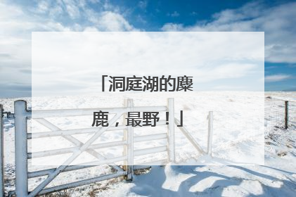 洞庭湖的麋鹿，最野！