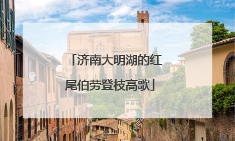 济南大明湖的红尾伯劳登枝高歌