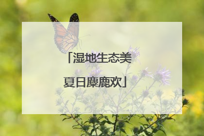 湿地生态美 夏日麋鹿欢