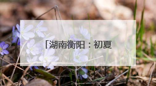 湖南衡阳：初夏“梅”好时光 采摘尝鲜正当时