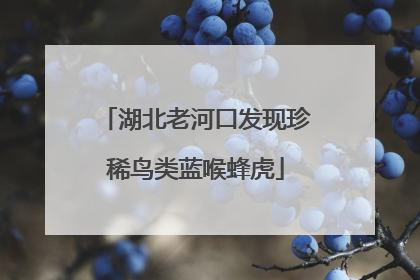 湖北老河口发现珍稀鸟类蓝喉蜂虎