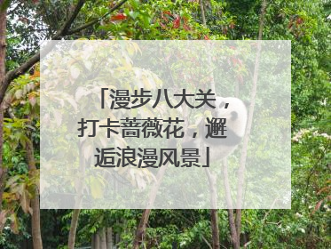 漫步八大关，打卡蔷薇花，邂逅浪漫风景
