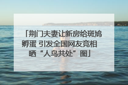 荆门夫妻让新房给斑鸠孵蛋 引发全国网友竞相晒“人鸟共处”图