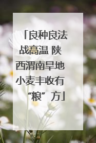 良种良法战高温 陕西渭南旱地小麦丰收有“粮”方