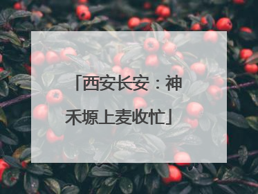 西安长安：神禾塬上麦收忙