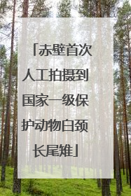 赤壁首次人工拍摄到国家一级保护动物白颈长尾雉