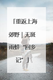 重返上海郊野｜无斑雨蛙“回乡记”