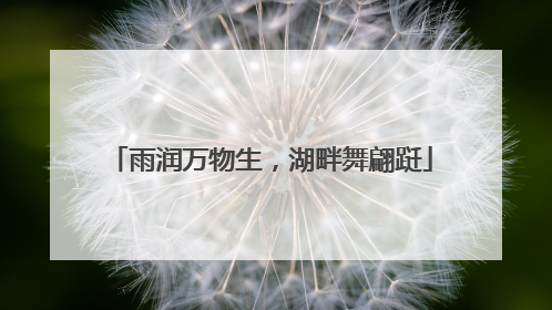 雨润万物生，湖畔舞翩跹