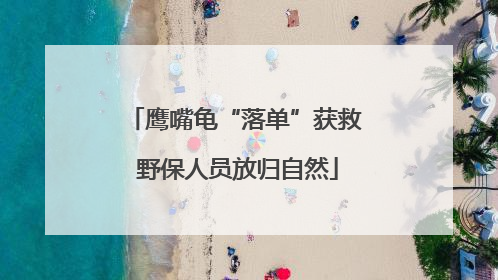 鹰嘴龟“落单”获救 野保人员放归自然
